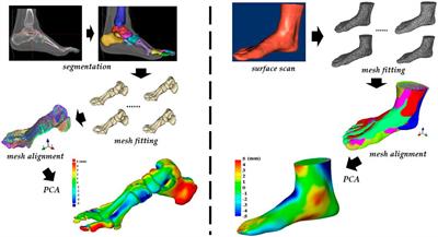 Frontiers | Toward improved understanding of foot shape, foot